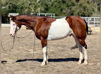 American Paint Horse, Hongre, 13 Ans, 152 cm, Overo-toutes couleurs