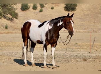 American Paint Horse, Hongre, 13 Ans, 152 cm, Tobiano-toutes couleurs
