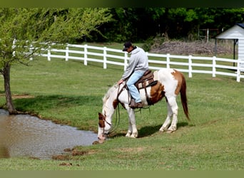American Paint Horse, Hongre, 13 Ans, 163 cm, Tobiano-toutes couleurs