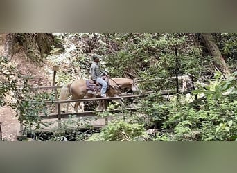 American Paint Horse, Hongre, 13 Ans, Palomino