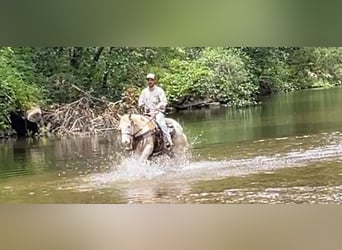 American Paint Horse, Hongre, 13 Ans, Palomino