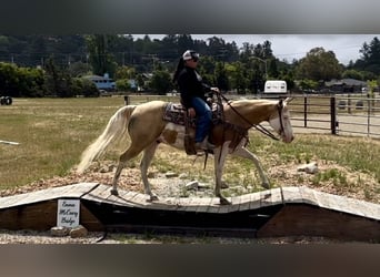 American Paint Horse, Hongre, 13 Ans, Palomino