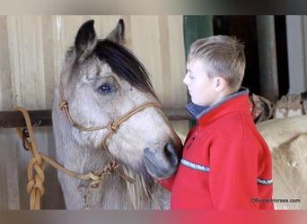 American Paint Horse, Hongre, 14 Ans, 137 cm, Buckskin