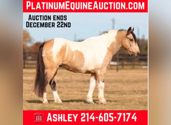 American Paint Horse, Hongre, 14 Ans, 137 cm, Buckskin