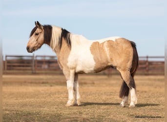 American Paint Horse, Hongre, 14 Ans, 137 cm, Buckskin