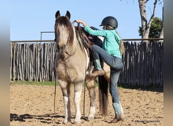 American Paint Horse, Hongre, 14 Ans, 137 cm, Buckskin