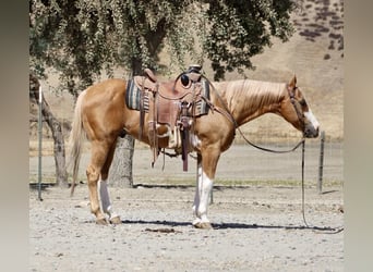 American Paint Horse, Hongre, 14 Ans, 145 cm, Overo-toutes couleurs