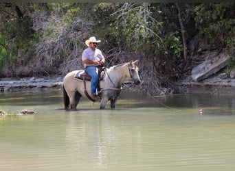 American Paint Horse, Hongre, 14 Ans, 152 cm, Buckskin