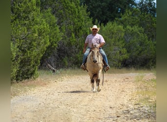 American Paint Horse, Hongre, 14 Ans, 152 cm, Buckskin