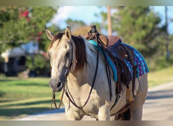 American Paint Horse, Hongre, 14 Ans, 152 cm, Buckskin