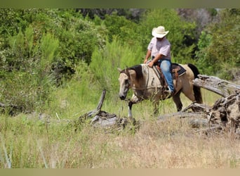 American Paint Horse, Hongre, 14 Ans, 152 cm, Buckskin