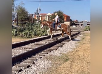 American Paint Horse, Hongre, 14 Ans, 152 cm, Overo-toutes couleurs