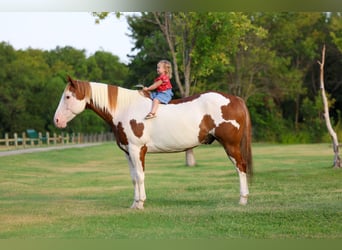 American Paint Horse, Hongre, 14 Ans, 152 cm, Pinto
