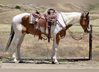American Paint Horse, Hongre, 14 Ans, 155 cm, Buckskin