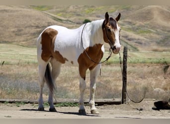 American Paint Horse, Hongre, 14 Ans, 155 cm, Buckskin