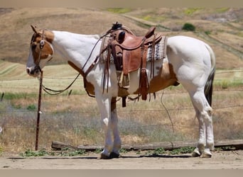 American Paint Horse, Hongre, 14 Ans, 155 cm, Buckskin