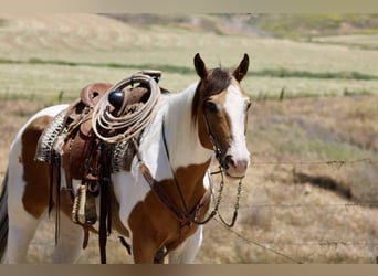 American Paint Horse, Hongre, 14 Ans, 155 cm, Buckskin