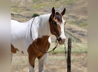 American Paint Horse, Hongre, 14 Ans, 155 cm, Buckskin