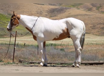 American Paint Horse, Hongre, 14 Ans, 155 cm, Buckskin