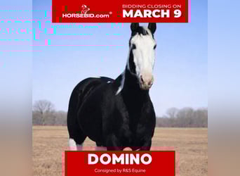 American Paint Horse, Hongre, 14 Ans, 157 cm, Pinto