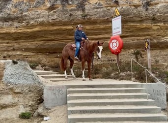 American Paint Horse, Hongre, 14 Ans, 163 cm, Rabicano