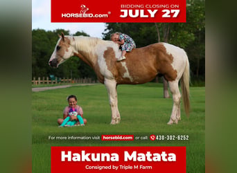 American Paint Horse, Hongre, 14 Ans, Pinto
