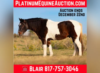 American Paint Horse, Hongre, 15 Ans, 145 cm, Roan-Bay