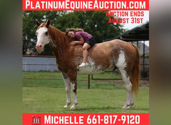 American Paint Horse, Hongre, 15 Ans, 152 cm, Overo-toutes couleurs