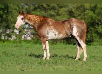 American Paint Horse, Hongre, 15 Ans, 152 cm, Overo-toutes couleurs