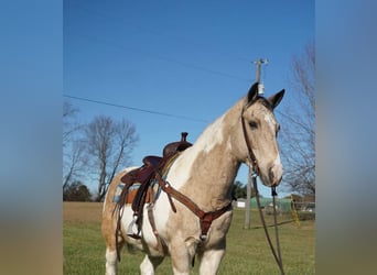 American Paint Horse, Hongre, 16 Ans, 150 cm, Buckskin