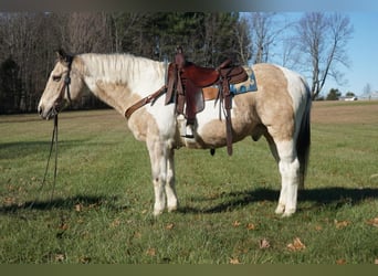 American Paint Horse, Hongre, 16 Ans, 150 cm, Buckskin