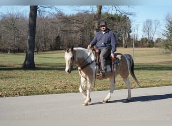 American Paint Horse, Hongre, 16 Ans, 150 cm, Buckskin