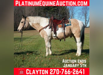 American Paint Horse, Hongre, 16 Ans, 150 cm, Buckskin