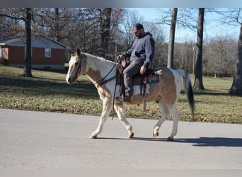 American Paint Horse, Hongre, 16 Ans, 150 cm, Buckskin