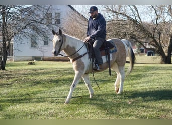 American Paint Horse, Hongre, 16 Ans, 150 cm, Buckskin
