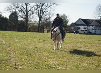American Paint Horse, Hongre, 16 Ans, 150 cm, Buckskin
