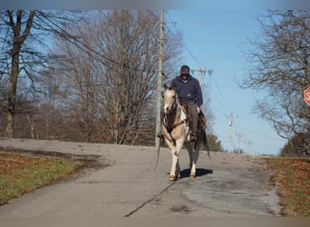 American Paint Horse, Hongre, 16 Ans, 150 cm, Buckskin