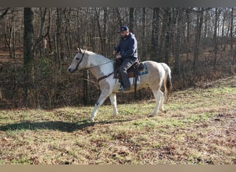 American Paint Horse, Hongre, 16 Ans, 150 cm, Buckskin