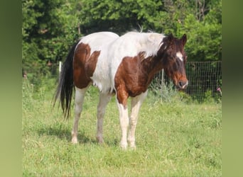 American Paint Horse, Hongre, 16 Ans, 163 cm, Tobiano-toutes couleurs