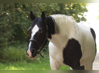 American Paint Horse, Hongre, 17 Ans, 148 cm, Pinto