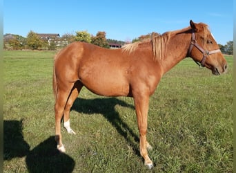 American Paint Horse, Hongre, 1 Année, 150 cm, Alezan