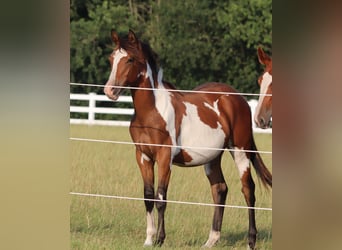 American Paint Horse Croisé, Hongre, 1 Année, 155 cm, Tobiano-toutes couleurs