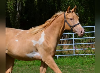 American Paint Horse, Hongre, 1 Année, 156 cm, Pinto