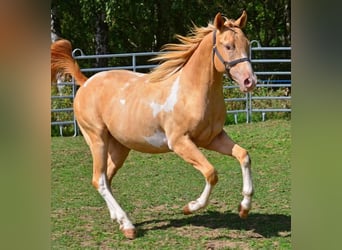 American Paint Horse, Hongre, 1 Année, 156 cm, Pinto