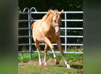 American Paint Horse, Hongre, 1 Année, 156 cm, Pinto