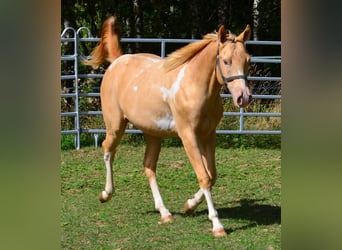 American Paint Horse, Hongre, 1 Année, 156 cm, Pinto