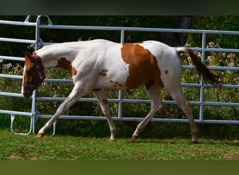 American Paint Horse, Hongre, 1 Année, 158 cm, Tobiano-toutes couleurs