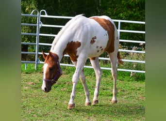 American Paint Horse, Hongre, 1 Année, 158 cm, Tobiano-toutes couleurs