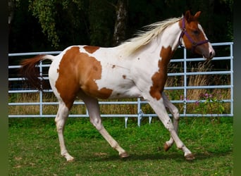 American Paint Horse, Hongre, 1 Année, 158 cm, Tobiano-toutes couleurs