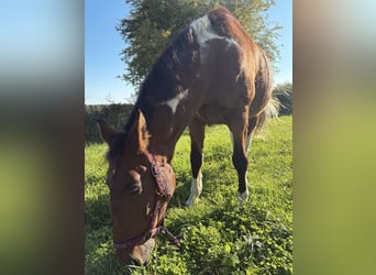 American Paint Horse Croisé, Hongre, 20 Ans, 164 cm, Pinto